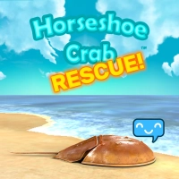 Horseshoe Crab Rescue!